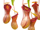 Nepenthes ventricosa Madja-as, BE-3278