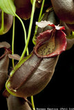 Nepenthes spathulata x gymnamphora