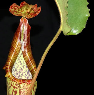 Nepenthes maxima, BE-3735