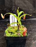 Nepenthes singalana Masurai, BE-3761