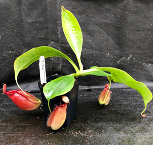 Nepenthes robcantleyi x ampullaria, BE-3767