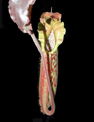 Nepenthes maxima BE-3786