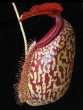 Nepenthes merrilliana x aristolochioides