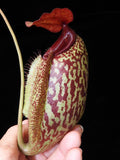 Nepenthes merrilliana x aristolochioides