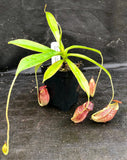 Nepenthes spectabilis x tenuis, BE-3884