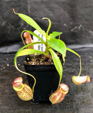 Nepenthes spectabilis x tenuis, BE-3884