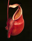 Nepenthes mirabilis var. globosa, BE-3928