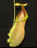 Nepenthes spathulata x merrilliana, BE-3949