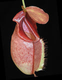 Nepenthes spathulata x tenuis