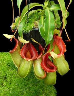 Nepenthes veitchii x ventricosa, BE-4500