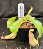 Nepenthes veitchii "Big Mama" x allardii-striped, CAR-0030