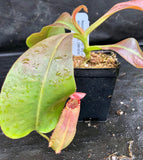 Nepenthes veitchii "Big Mama" x allardii-striped, CAR-0030