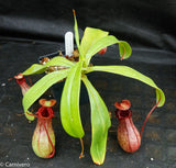 Nepenthes ventricosa Madja-as x [(ventricosa x sibuyanensis) x Trusmadiensis], CAR-0039