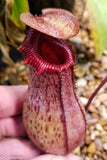 Nepenthes ventricosa Madja-as x [(ventricosa x sibuyanensis) x Trusmadiensis], CAR-0039