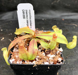 Nepenthes smilesii x (maxima x talangensis), CAR-0083