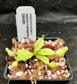 Nepenthes smilesii x (maxima x talangensis), CAR-0083