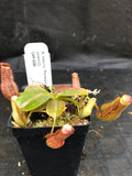 Nepenthes maxima "Pieriensis" x {bellii x [veitchii x (maxima x veitchii)]} , CAR-0088