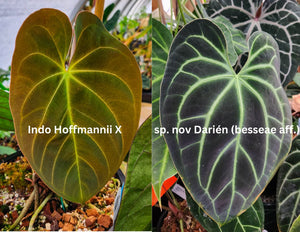 Anthurium Indo Hoffmannii X x sp. nov Darién (besseae aff.), CAR-0281