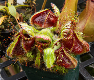 Cephalotus follicularis