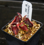 Cephalotus follicularis