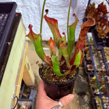 Heliamphora nutans (Giant Form) x nutans (Giant Form)