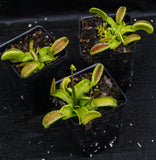 Venus Flytrap- Dionaea muscipula "Alien"