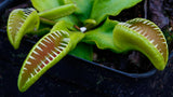 Venus Flytrap- Dionaea muscipula "Alien" Wholesale