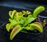 Venus Flytrap- Dionaea muscipula "Alien" Wholesale