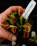 Venus Flytrap - Dionaea muscipula Bimbo