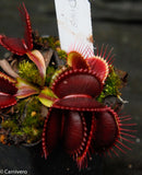 Venus Flytrap- Dionaea muscipula "Draco"