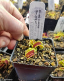 Venus Flytrap- Dionaea muscipula "Kim Jong-Un"