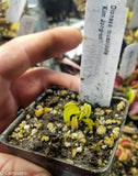 Venus Flytrap- Dionaea muscipula "Kim Jong-Un"