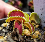 Venus Flytrap- Dionaea muscipula "Kim Jong-Un"