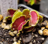 Venus Flytrap- Dionaea muscipula "Kim Jong-Un"