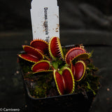 Venus Flytrap- Dionaea muscipula "Tiger Fangs"