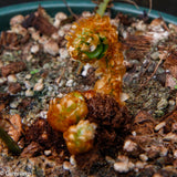 Elaphoglossum decoratum