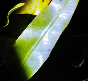 Elaphoglossum metallicum