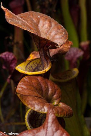 Sarracenia flava var. cuprea