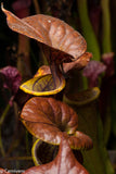 Sarracenia flava var. cuprea