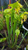 Sarracenia flava var. maxima