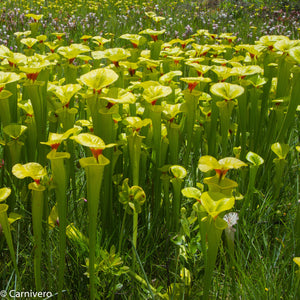 Sarracenia flava var. rugelii