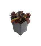 Venus Flytrap "Red Dragon" (Dionaea muscipula) Wholesale