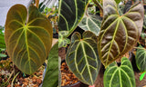 Anthurium Indo Hoffmannii X x sp. nov Darién (besseae aff.), CAR-0281