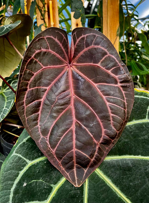 Anthurium Doc Block - F2