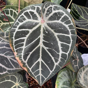 Anthurium Wonderboy bench hybrid seeds