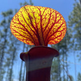 Sarracenia flava var. rubricorpora