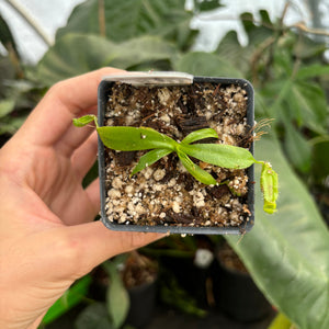 [A338] Nepenthes naga x ovata MT (Sm)