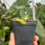 [A338] Nepenthes naga x ovata MT (Sm)