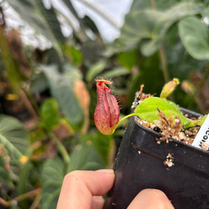 [A339] Nepenthes sibuyanensis (d) x naga