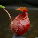 Nepenthes undulatifolia - Exact Plant